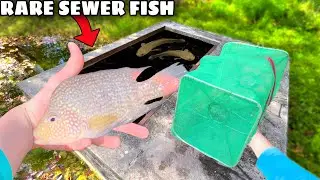 WALMART IS DUMPING FISH in PARKING LOT SEWER?