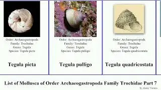 List of Mollusca of Order Archaeogastropoda Family Trochidae Part 7 tegula trochus tectus umbonium