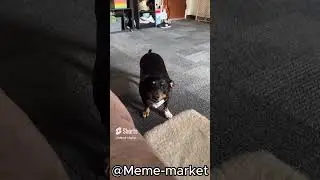 CHAOTIC ANIMAL MEMES PART 5 REUPLOAD #memecompilation #animalshorts #memes
