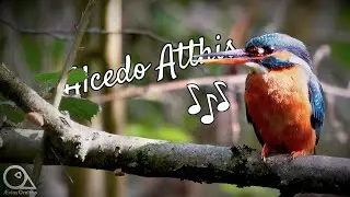 The Call of the Female Kingfisher (Alcedo Atthis) - Bird Sound - &AElig;vios - Ornitho [4K] #ornithology
