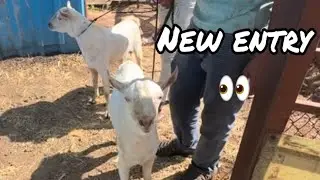 Vlog #1194 | Aaj Farm Me Naye Bakre Aaye 🐐 | Real Farm Life | MOHSIN KHAN