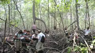 Tropical Biology on a Changing Planet