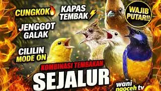 GACOR SEJALUR‼️ KOMBINASI TEMBAKAN CUNGKOK KAPAS TEMBAK JENGGOT GALAK CILILIN