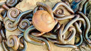 Catching big millipedes venomous scorpion and snails #insects #scorpion #millipede #sails