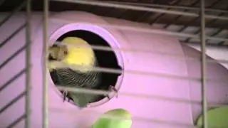 Budgie Breeding Journal 1 - Pair B