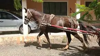 dia de passeio com a charrete