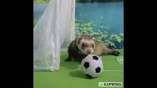 ballad to the football ferret
