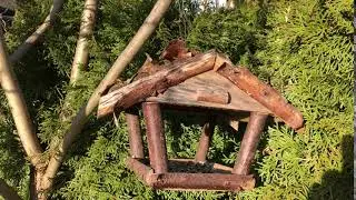 Bird House Nest Box 4K Stock Video || no copyright video