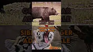 Grizzly bear vs siberian tiger
