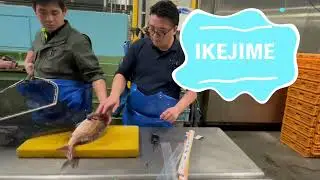 La technique Ikejime - m&eacute;thode japonaise