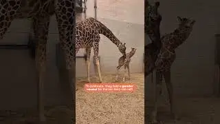 It's A Boy! El Paso Zoo Welcomes Baby Giraffe!