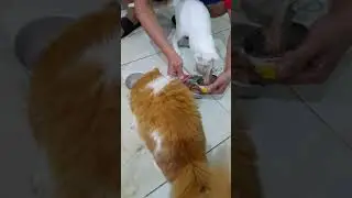 Cats Eating Breakfast #SHORTS #BYANTONCAPAVLOG
