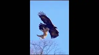 Eagle attacking #shorts