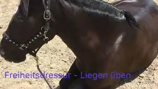 Freiheitsdressur Zirkuslektion liegen beibringen mit Ohnix & Alina Maria Pferdeverbindung