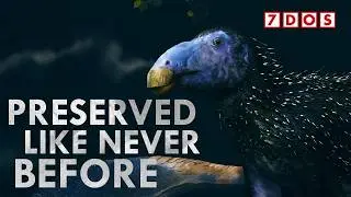 This Changes How We Reconstruct Dinosaurs
