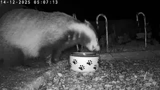 Badger 14.12.2025