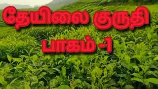 History of munnar tea plantation Kannan devan hills