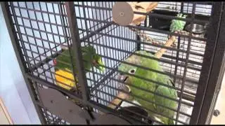 Best Friends Parrot Garden