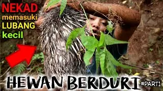 NEKAD MEMASUKI LUBANG KECIL UNTUK BISA DAPATKAN BINATANG BERDURI
