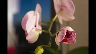 Blooming orchid timelapse (Canon 7D+50mm 1.4 USM)