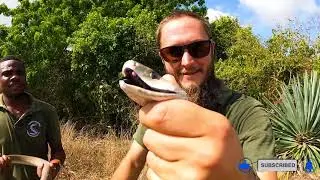 We Caught A Huge Black Mamba (Dendroaspis polylepis) In Kenya | Kenya Snake Safari!