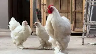 White Heavy Cochin by Birds Haven Farm