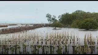 Using nature-based solutions to fight climage change
