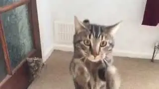 All rats on string must die... in slow motion