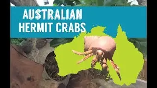 7 things AUSTRALIAN Hermit crabs owners need to know! | Aussie Hermit crab care