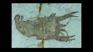 Cricoidoscelosus aethus | Lower Cretaceous Crustacean | Crayfish Fossil for Sale