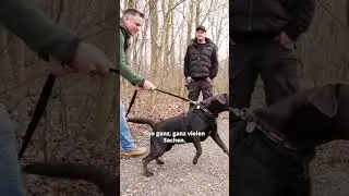 Das hat NICHTS mit Leinenf&uuml;hrigkeit zutun!