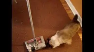Bissell Perfect Sweep Turbo Product Review - ラグドール Floppycats