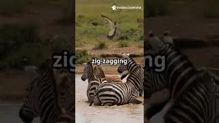 🦓 5 Amazing Facts About Zebras That Will Blow Your Mind! #foryou #facts #anime #wildlife