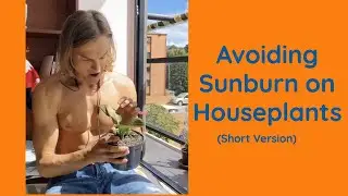 How to Avoid Sunburning Your Plants #shorts