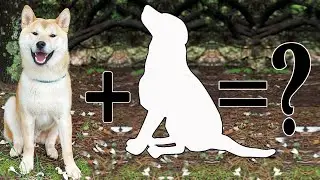 Shiba Inu Mixes: 11 Popular Shiba Cross Breeds You’ll Love