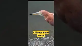 Chinese Pond Heron