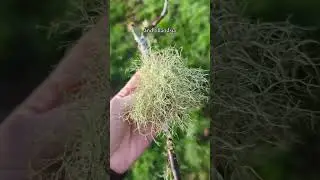 Learn about medicinal Usnea aka 