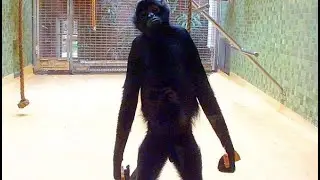 Sassy Monkey   Lustiger Affe zeigt sein Hinterteil       Funny Animals