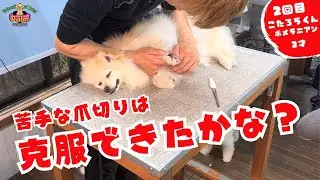爪切り大嫌いなポメラニアンのトリミング！！