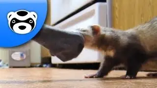 How to Make a Great Toy for Your Ferret