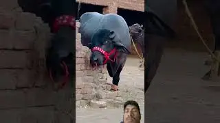 Black bull is big #bull #bulllovers #bulls #dangerous #blackbull #trending #shorts #greenscreen