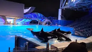 Orca Encounter (killer Whales show) at Sea World Orlando.