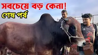 ৩ গরু একসাথে! 😱 | জোড়া গরু ৩,৬৫,০০০ + হাটের সবচেয়ে বড় গরু ২,৪৫,০০০ | Rajshahi City Haat | PART-3