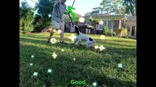 🐾 Morning Training with River &ndash; Flirt Pole Drive Building 🐾