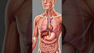 WHAT HAPPENS WHEN YOU EAT FRIES 🍟😭? | DIGESTIVE SYSTEM EXPLAINED&nbsp; (3D Animation) #anatomy #animation