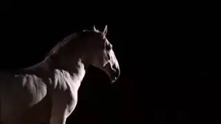 Empire of angels // Wild horse & liberty horse music video