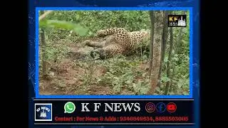Leopard died in suspicious condition in Nallamala. @Beinghyderabadnews382