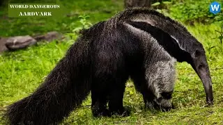 Uncovering the Shocking Truth About Aardvarks