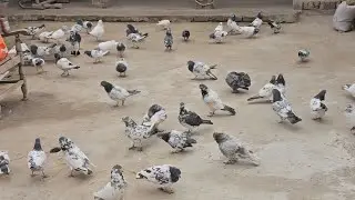 KABOOTR INFORMATION VIDEO PIGEON HEALTHY TIPS#pigeon #kabootarba #pigeonhouse #bird #kabootar 