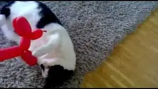 Tirppu-kissa #1 Ilmapallo leikit